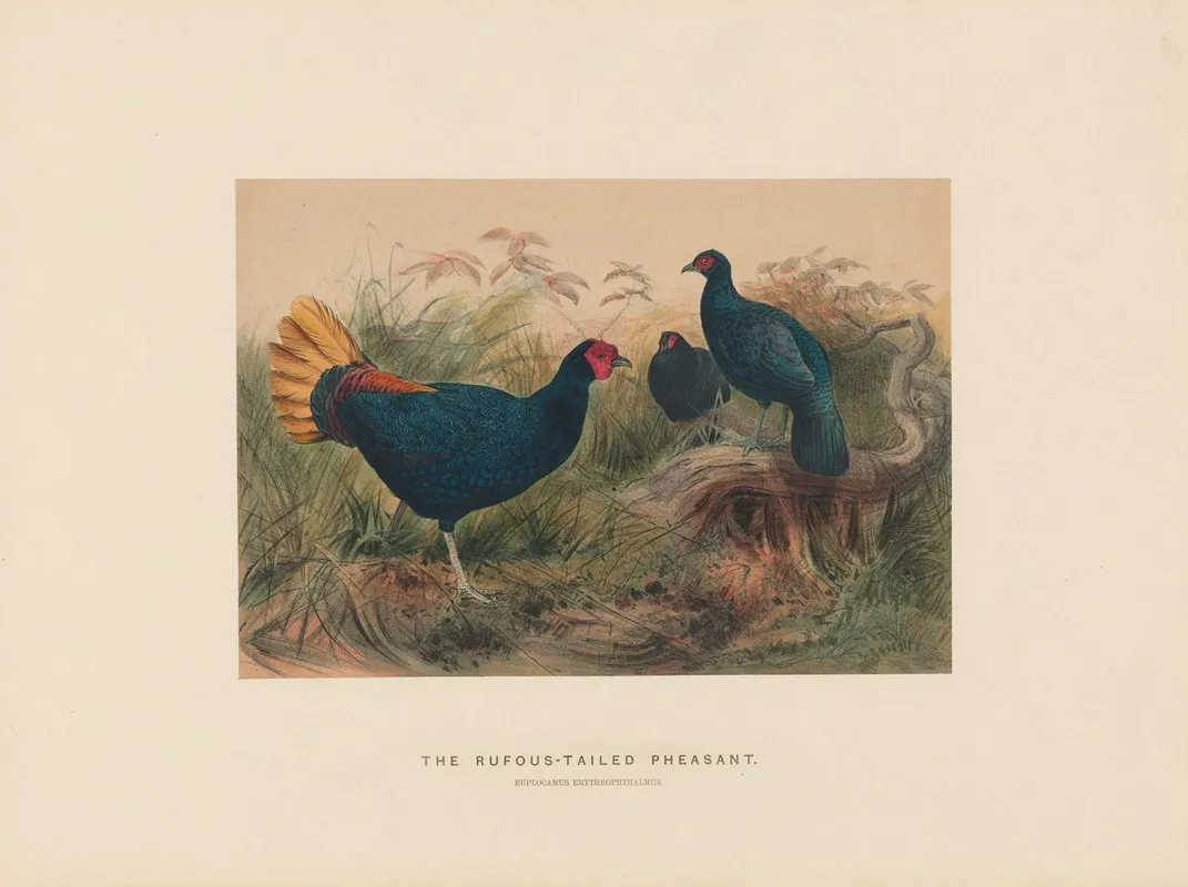 The Rufous Tailed Pheasant 2 Wall Art by Joseph Wolf - High-Resolution Digital Print