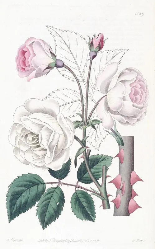 The Ruga Rose Wall Art by Sydenham Edwards - High-Resolution Digital Print