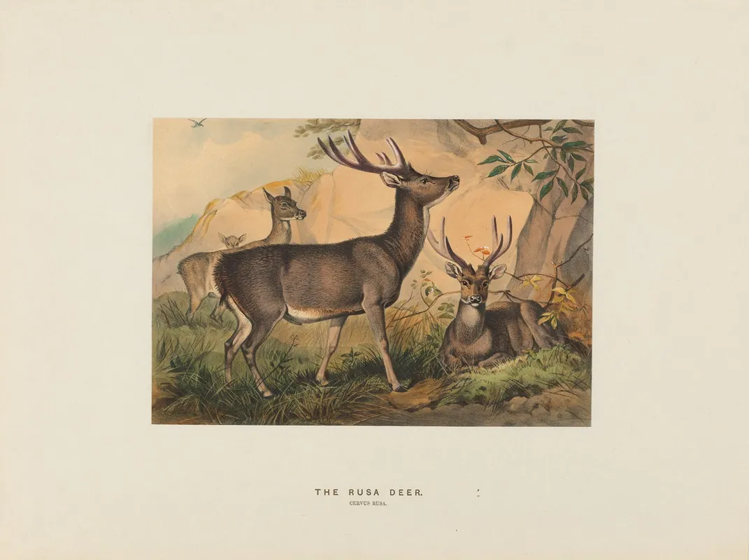 The Rusa Deer 2 Wall Art by Joseph Wolf - High-Resolution Digital Print