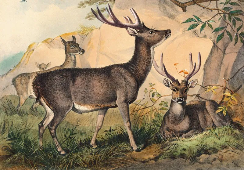 The Rusa Deer Wall Art by Joseph Wolf - High-Resolution Digital Print