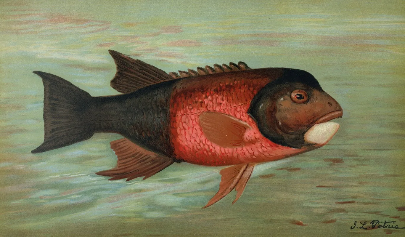 The Sacramento Pike Squaws Fish Or Yellow Belly Ptychocheilus Oregonensis Wall Art by John L. Petrie - High-Resolution Digital Print