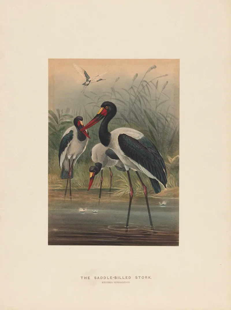 The Saddle Billed Stork 2 Wall Art by Joseph Wolf - High-Resolution Digital Print