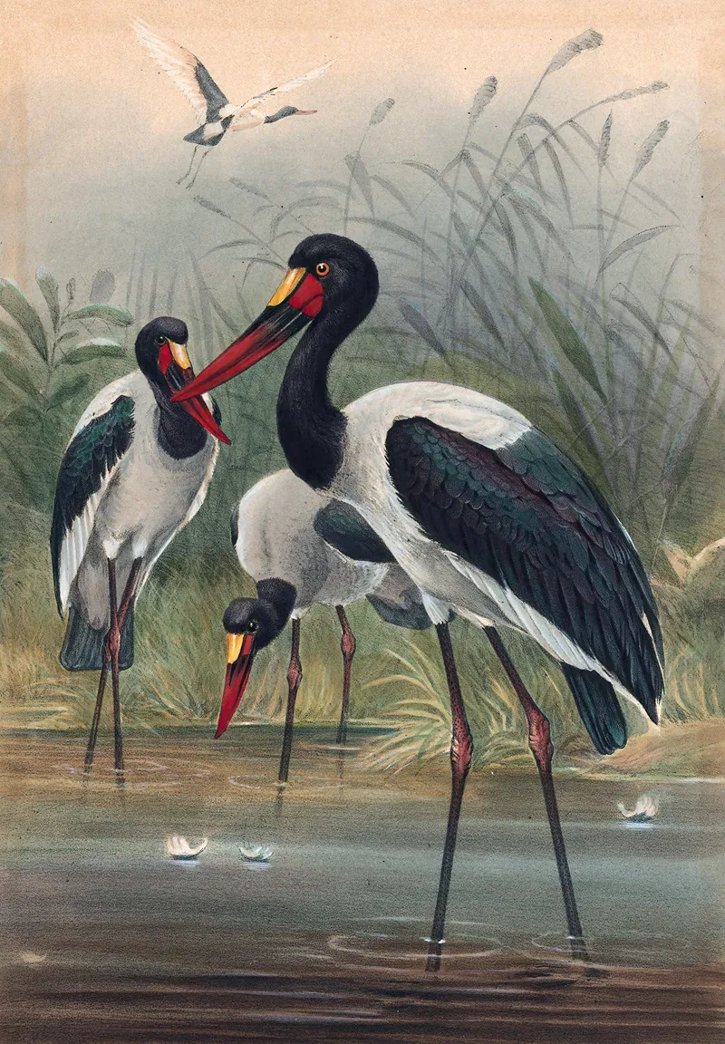 The Saddle Billed Stork Wall Art by Joseph Wolf - High-Resolution Digital Print