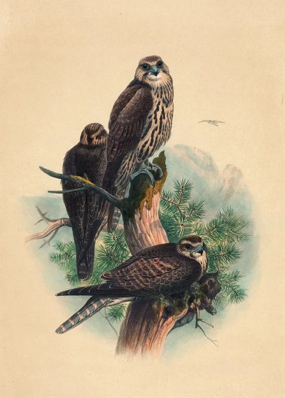 The Saker Falcon Wall Art by Joseph Wolf - High-Resolution Digital Print