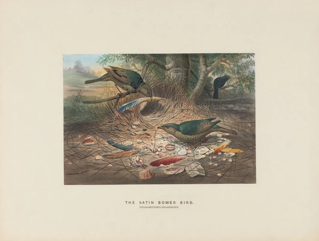 The Satin Bower Bird 2 Wall Art by Joseph Wolf - High-Resolution Digital Print
