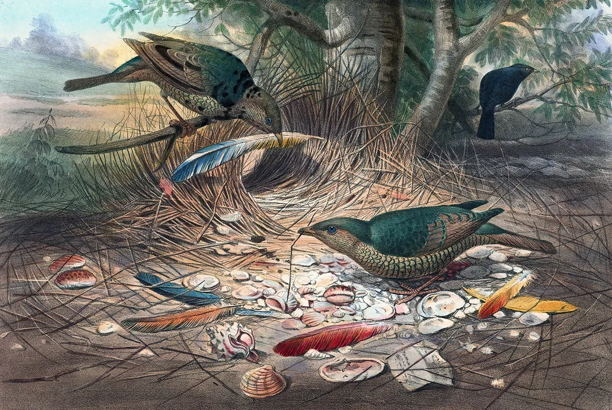The Satin Bower Bird Wall Art by Joseph Wolf - High-Resolution Digital Print