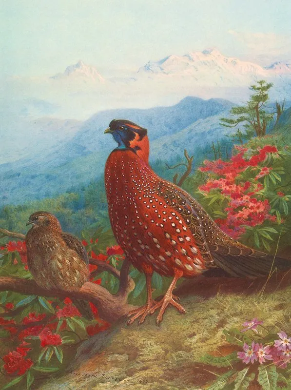 The Satyr Tragopan Wall Art by Archibald Thorburn - High-Resolution Digital Print