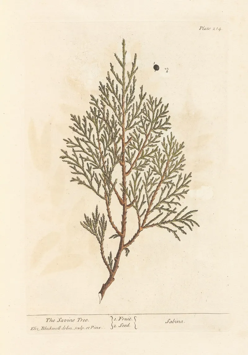 The Savine Tree Wall Art by Elizabeth Blackwell - High-Resolution Digital Print