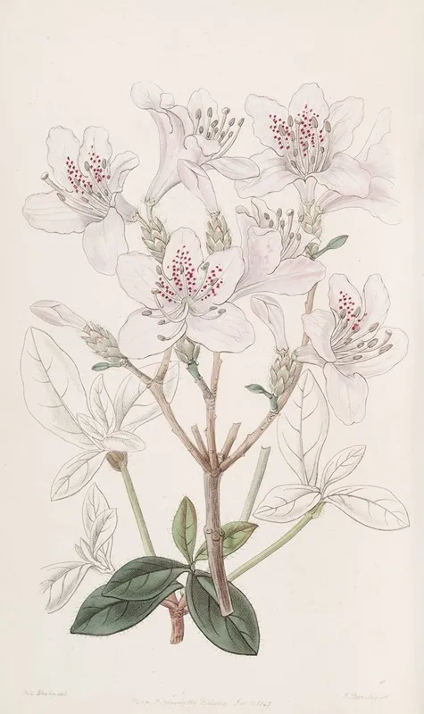 The Scaly Azalea Wall Art by Sydenham Edwards - High-Resolution Digital Print