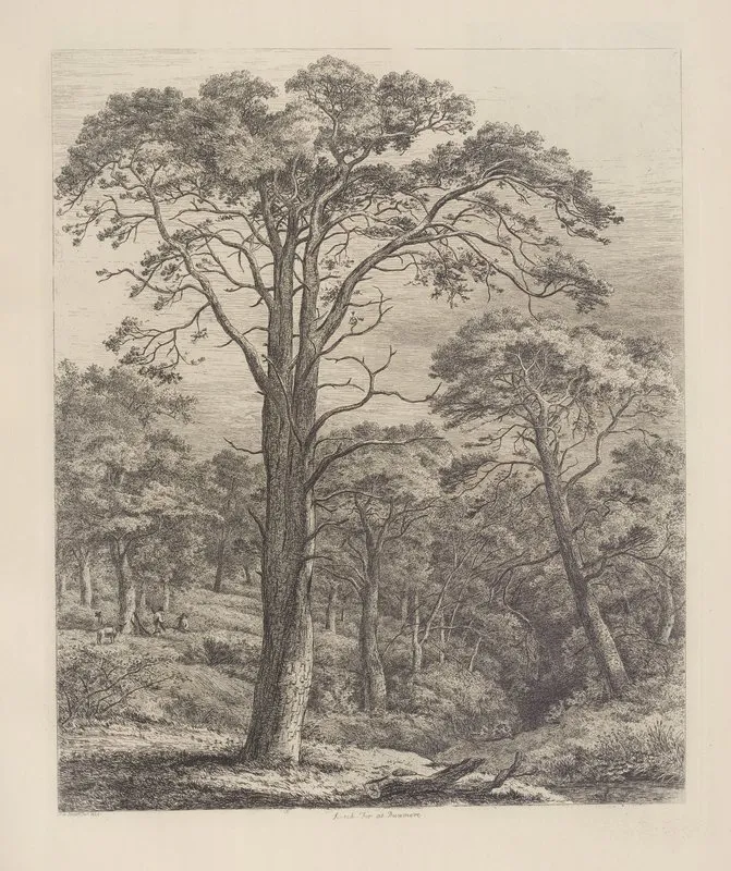 The Scotch Fir At Dunmore Wall Art by Jacob George Strutt - High-Resolution Digital Print