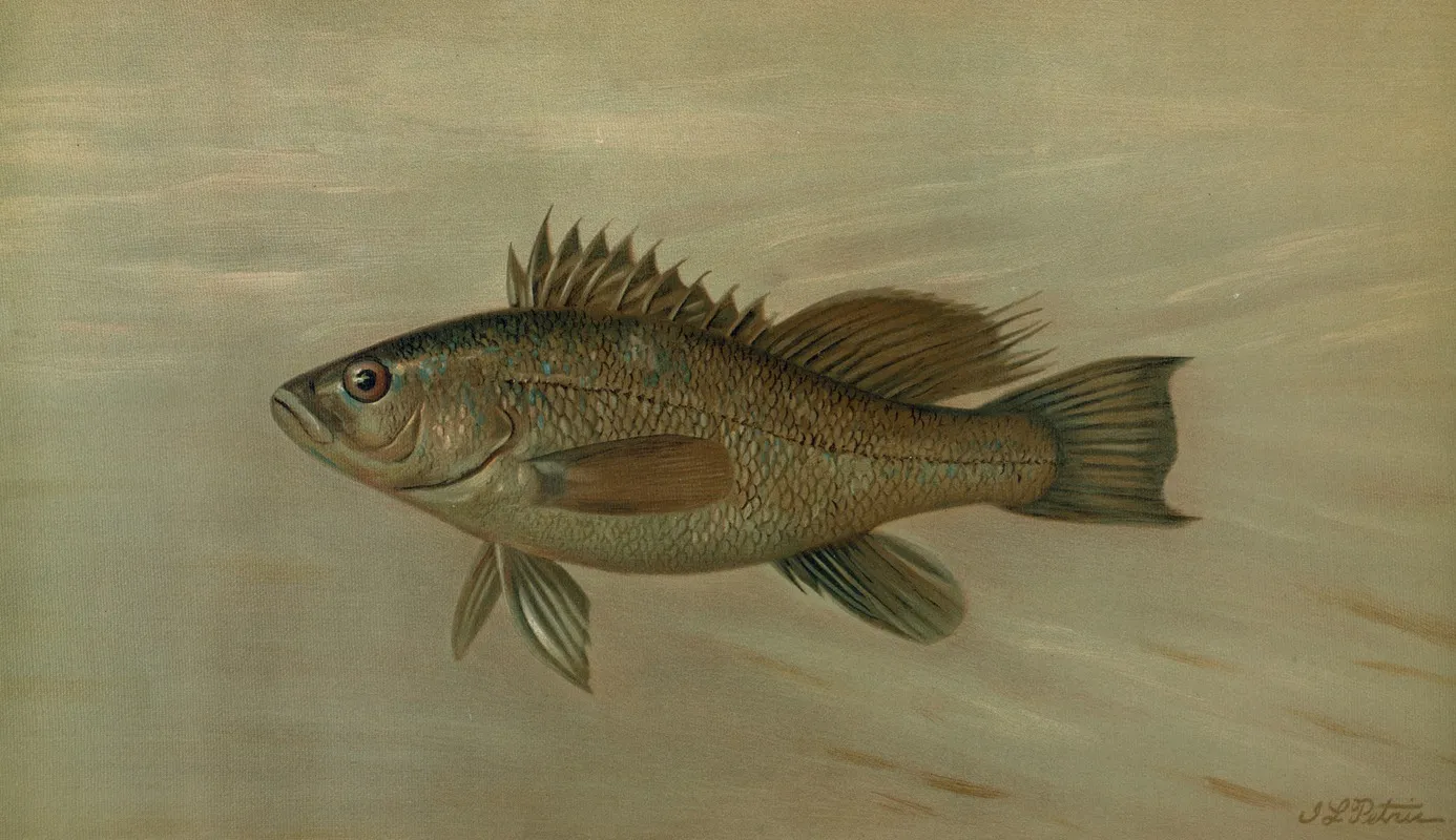 The Sea Bass Centropristes Striatus Wall Art by John L. Petrie - High-Resolution Digital Print