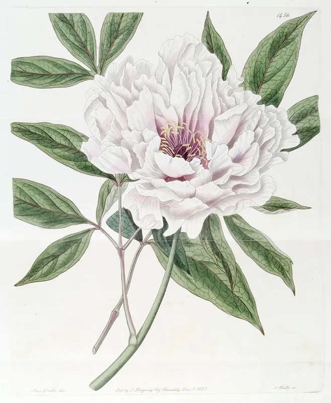 The Semi Double Tree Paeony Wall Art by Sydenham Edwards - High-Resolution Digital Print