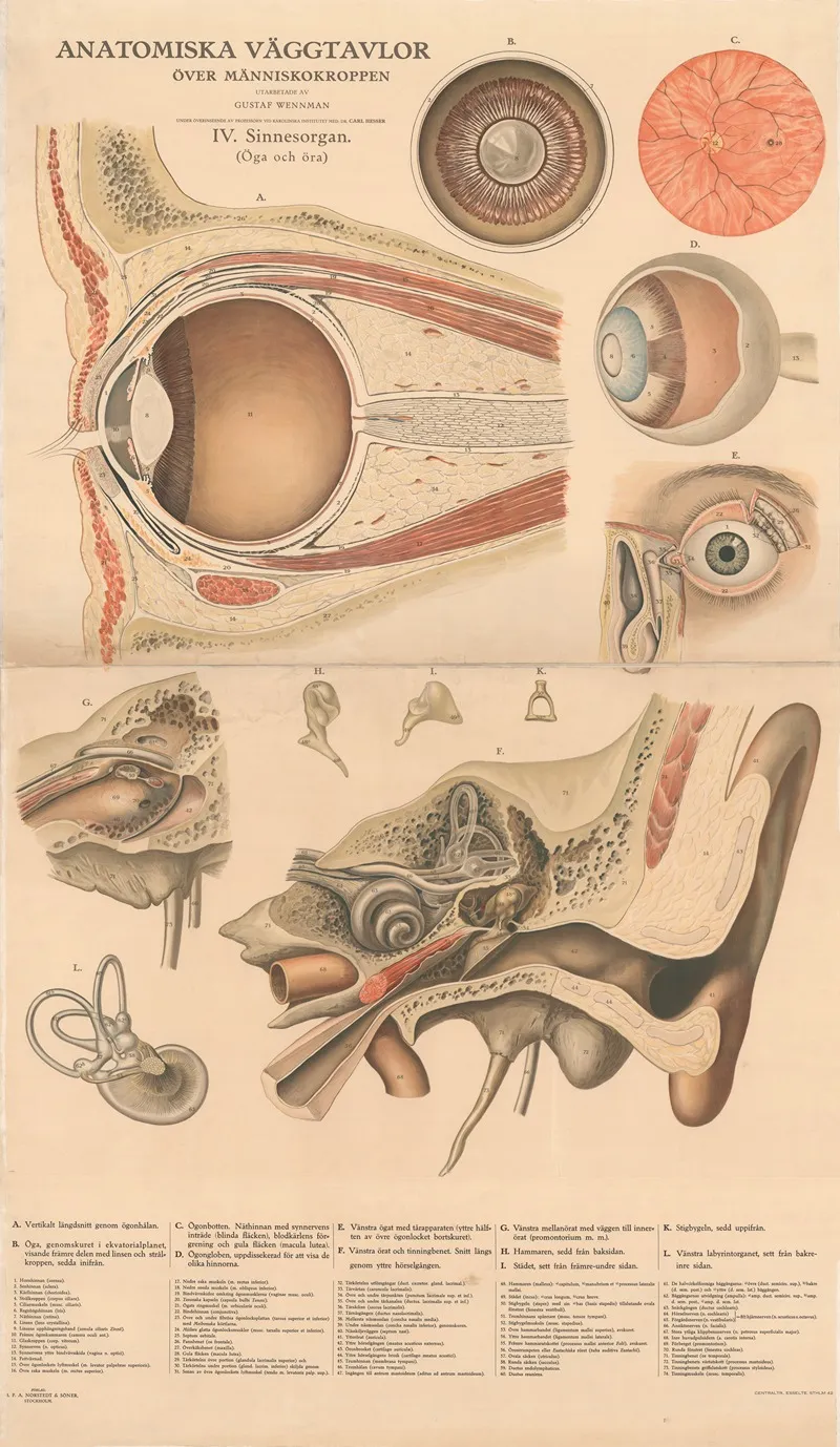 The Sensory Organs Wall Art by Gustav Wennmann - High-Resolution Digital Print