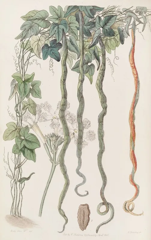 The Serpent Cucumber Or Hairblossom Wall Art by Sydenham Edwards - High-Resolution Digital Print