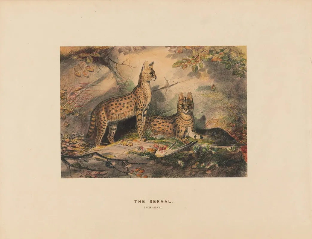The Serval 2 Wall Art by Joseph Wolf - High-Resolution Digital Print