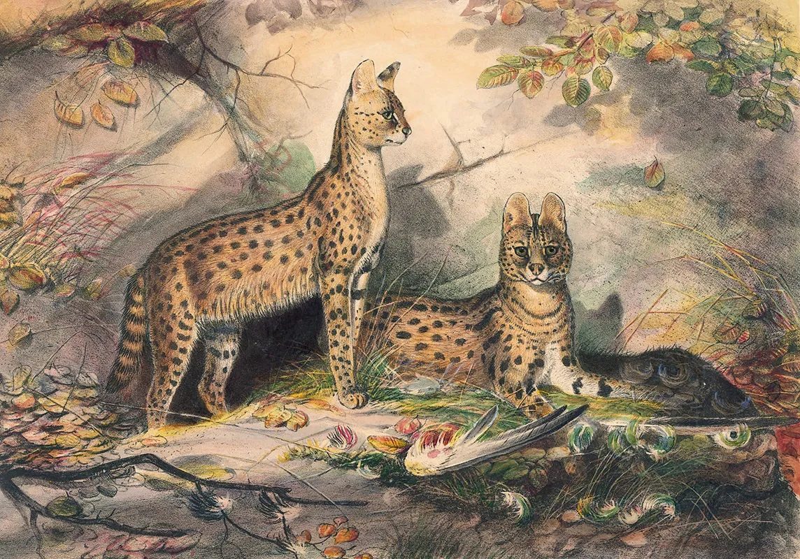 The Serval Wall Art by Joseph Wolf - High-Resolution Digital Print