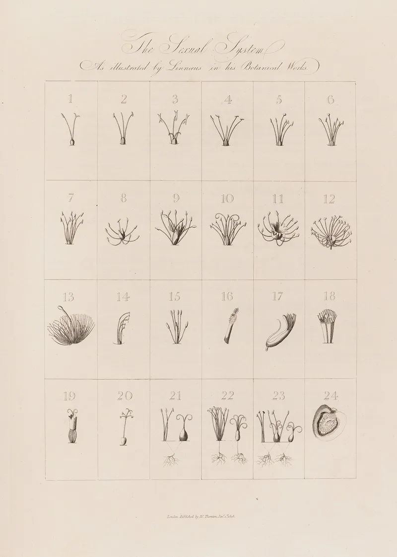 The Sexual System As Illustrated By Linnaeus In His Botanical Works Wall Art by Robert John Thornton - High-Resolution Digital Print