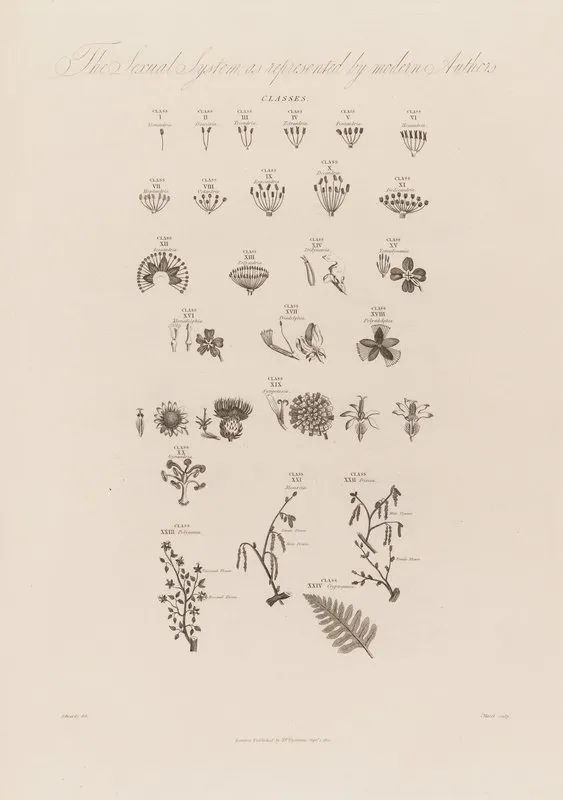 The Sexual System As Represented By Modern Authors Wall Art by Robert John Thornton - High-Resolution Digital Print