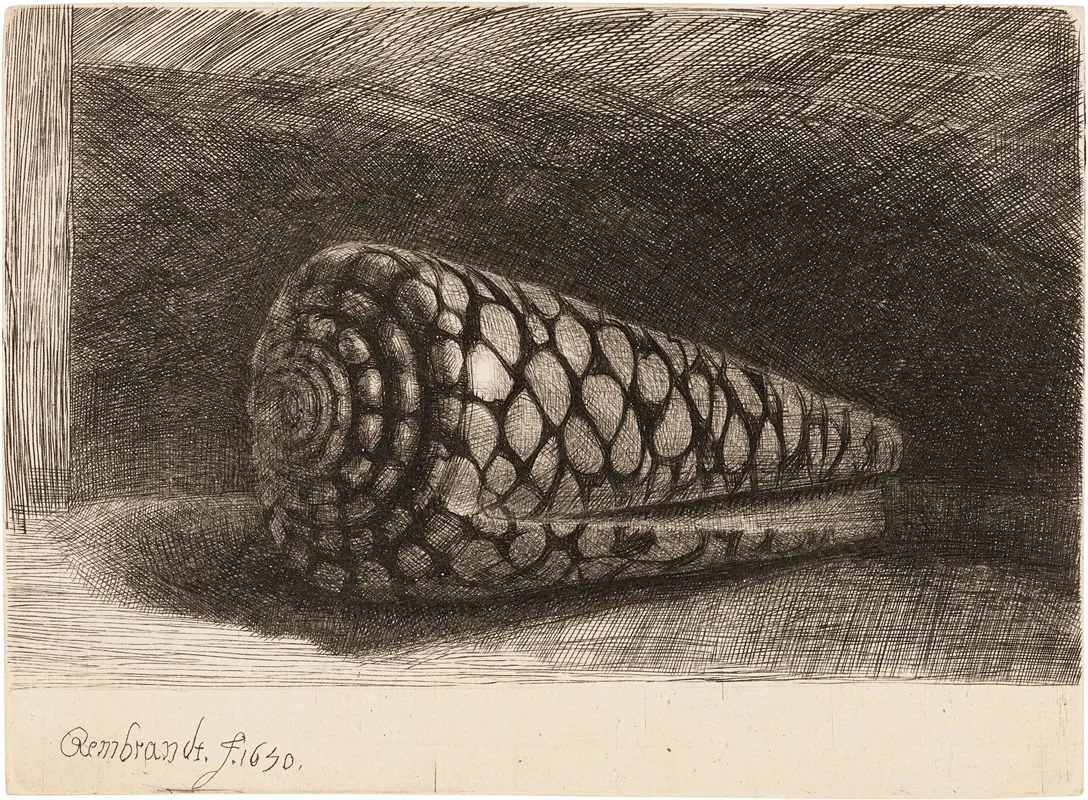 The Shell Conus Marmoreus Wall Art by Rembrandt van Rijn - High-Resolution Digital Print