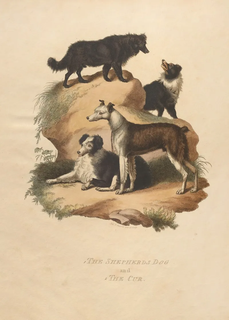 The Shepherds Dog And The Cur Wall Art by Sydenham Edwards - High-Resolution Digital Print