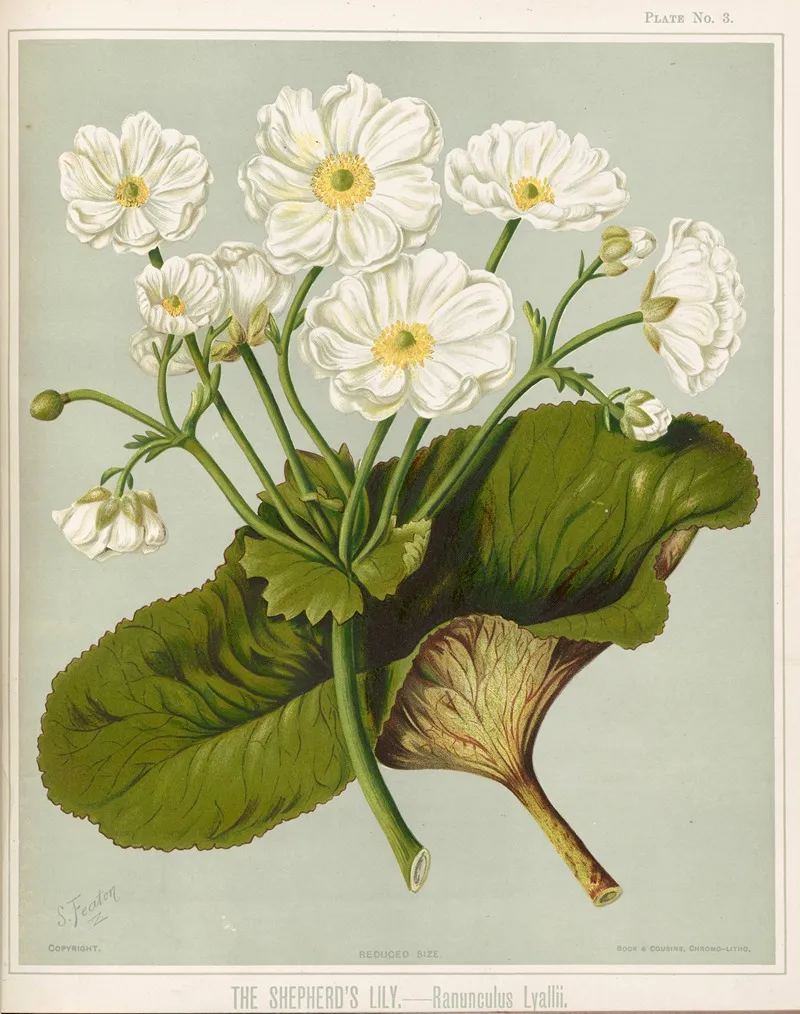 The Shepherds Lily Ranunculus Lyallii Plate 3 Wall Art by Sarah Featon - High-Resolution Digital Print