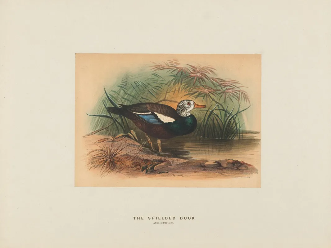 The Shielded Duck 2 Wall Art by Joseph Wolf - High-Resolution Digital Print