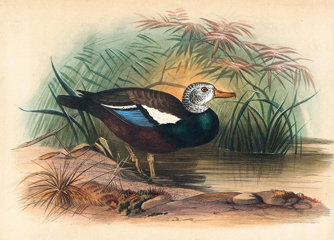 The Shielded Duck Wall Art by Joseph Wolf - High-Resolution Digital Print
