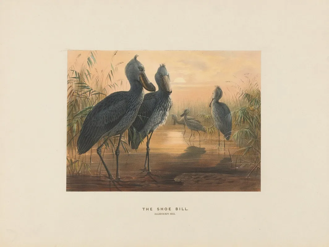 The Shoe Bill 2 Wall Art by Joseph Wolf - High-Resolution Digital Print