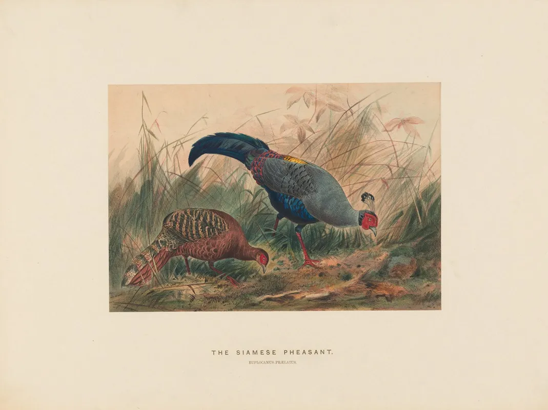 The Siamese Pheasant 2 Wall Art by Joseph Wolf - High-Resolution Digital Print