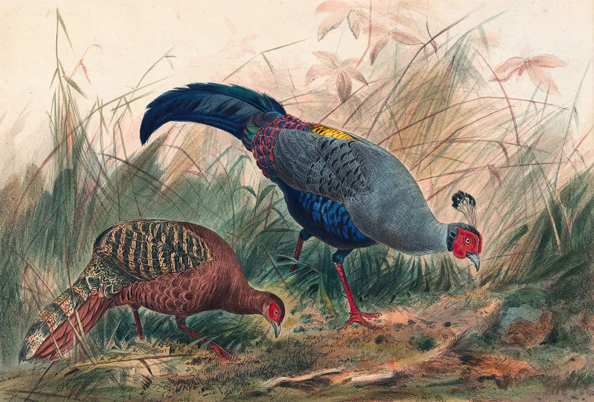 The Siamese Pheasant Wall Art by Joseph Wolf - High-Resolution Digital Print