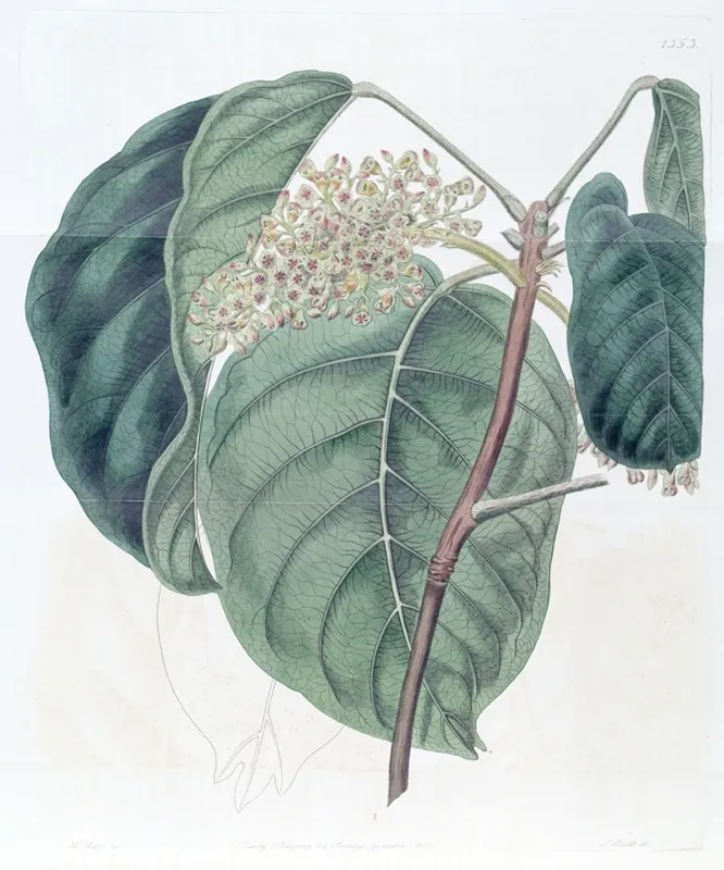 The Sierra Leone Tragacanth Tree Wall Art by Sydenham Edwards - High-Resolution Digital Print