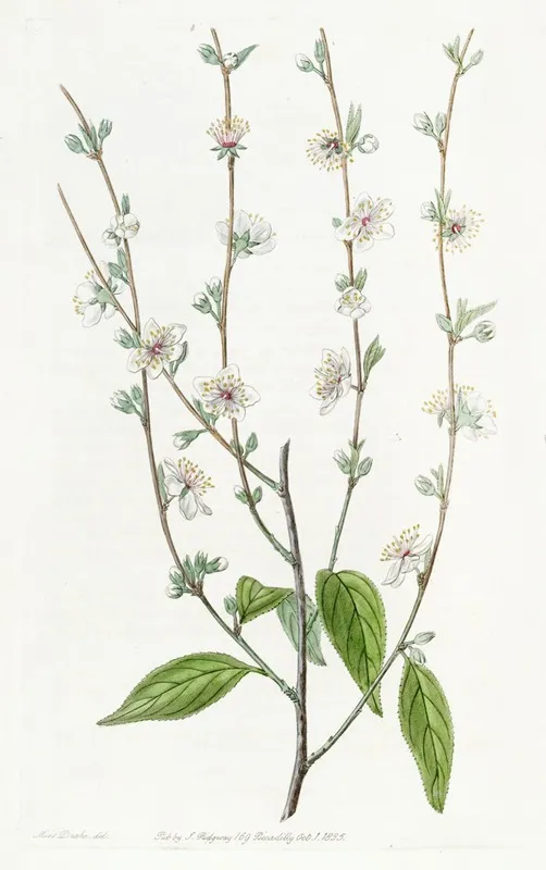 The Single Chinese Plum Wall Art by Sydenham Edwards - High-Resolution Digital Print