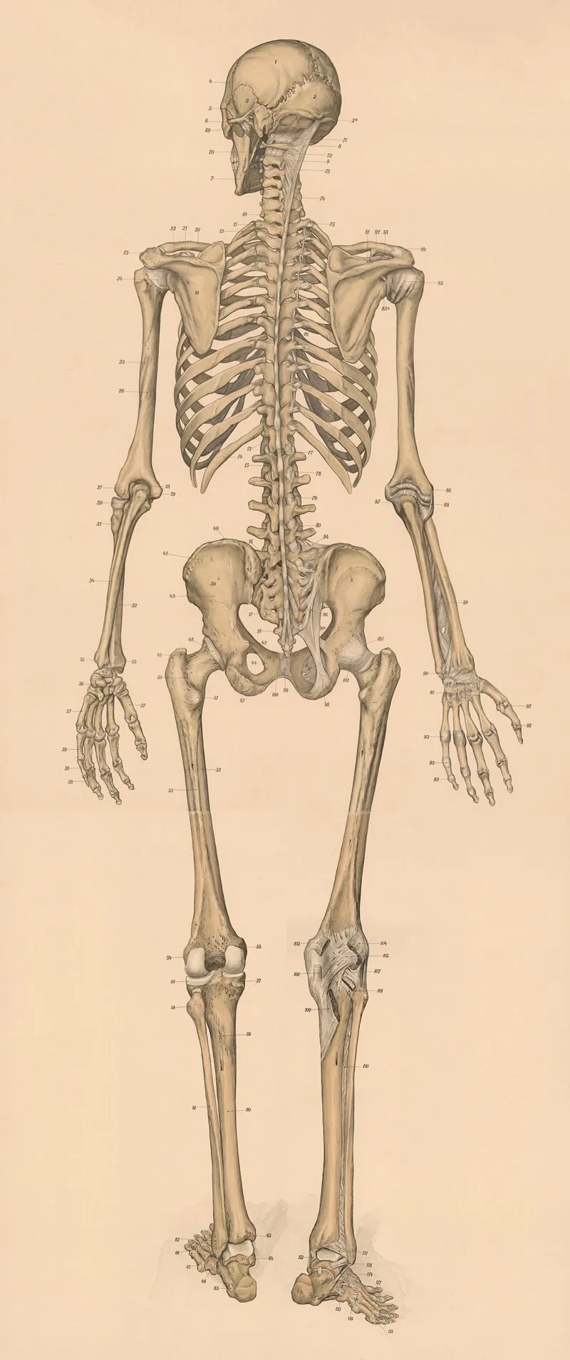The Skeleton From Behind Wall Art by Franz Frohse - High-Resolution Digital Print