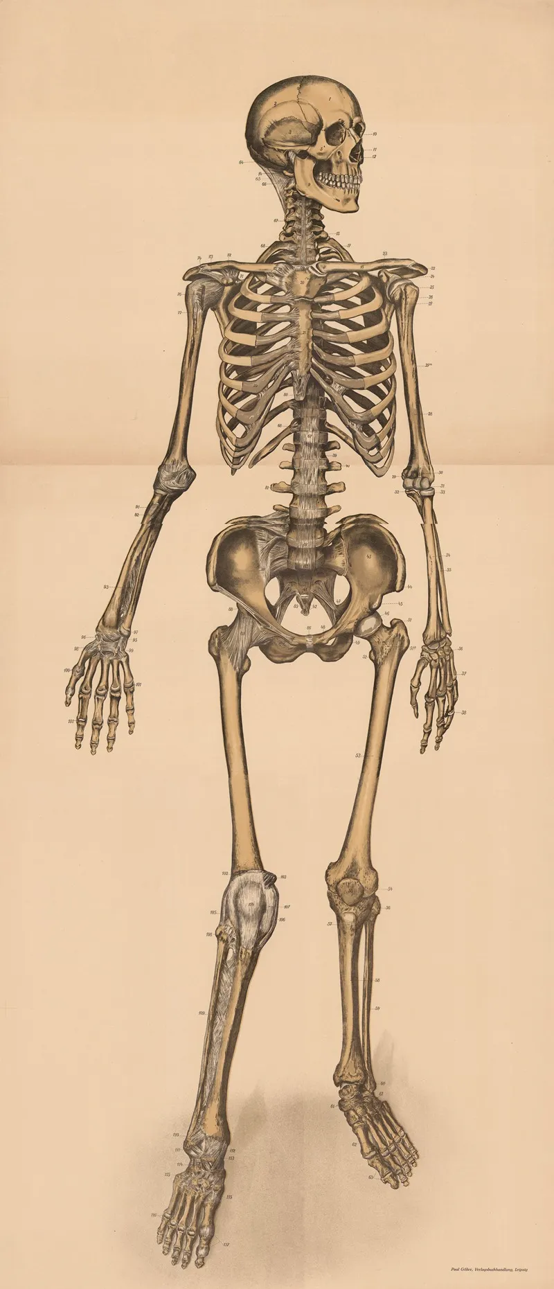 The Skeleton From The Front Wall Art by Franz Frohse - High-Resolution Digital Print