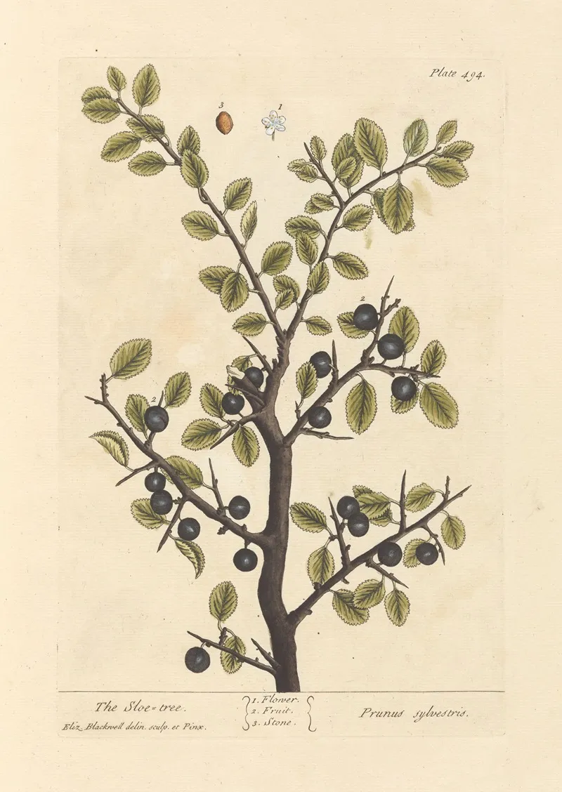 The Sloe Tree Wall Art by Elizabeth Blackwell - High-Resolution Digital Print