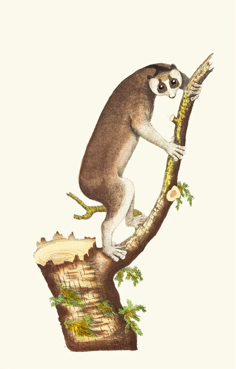 The Slow Paced Lemur Wall Art by George Shaw - High-Resolution Digital Print