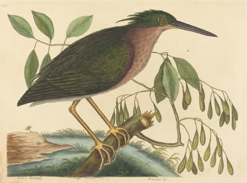 The Small Bittern Ardea Virescens Wall Art by Mark Catesby - High-Resolution Digital Print