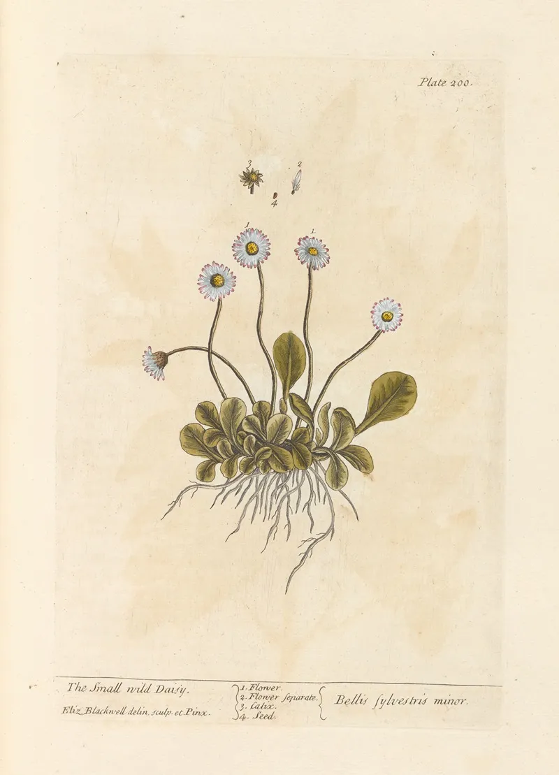 The Small Wild Daisy Wall Art by Elizabeth Blackwell - High-Resolution Digital Print