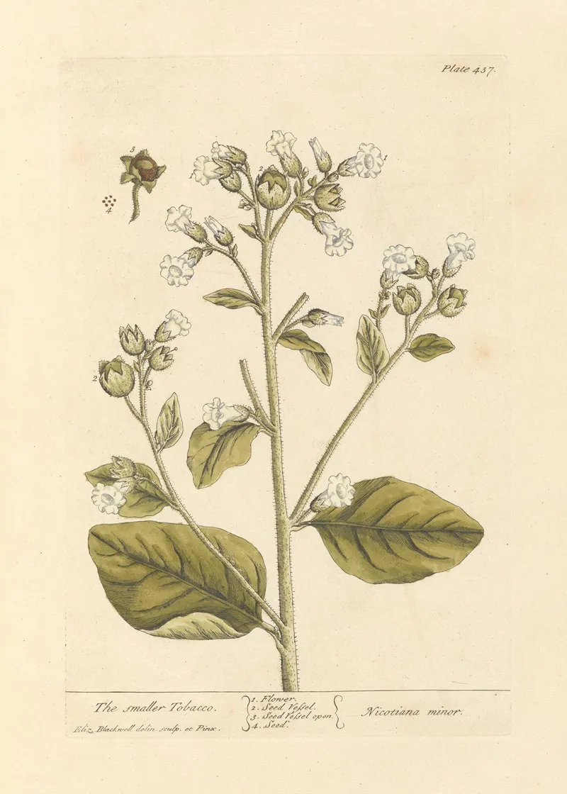 The Smaller Tobacco Wall Art by Elizabeth Blackwell - High-Resolution Digital Print