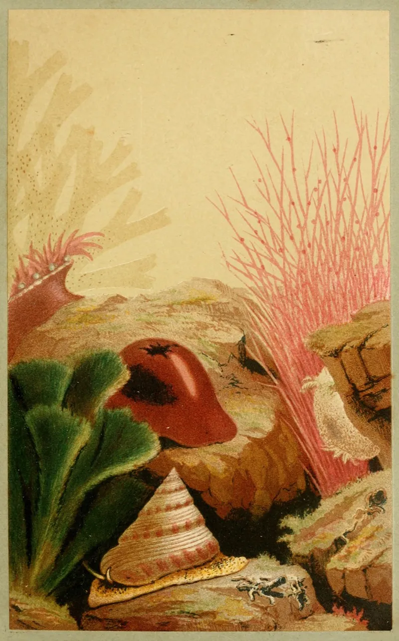 The Smooth Anemone Wall Art by Philip Henry Gosse - High-Resolution Digital Print