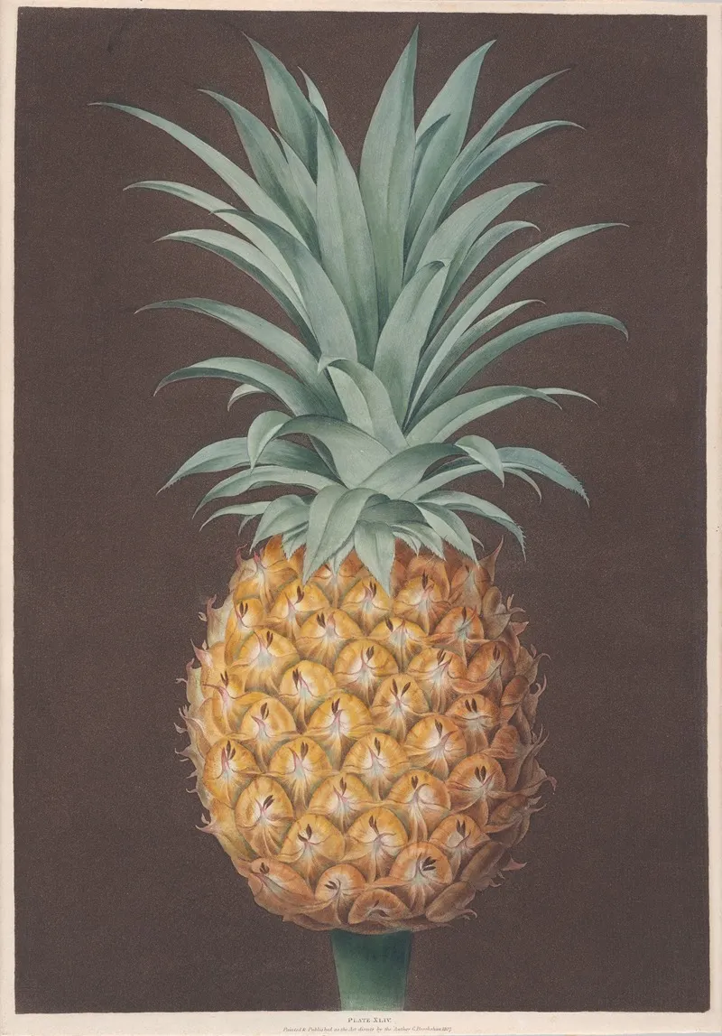 The Smooth Leaved Green Antigua Pine Wall Art by George Brookshaw - High-Resolution Digital Print