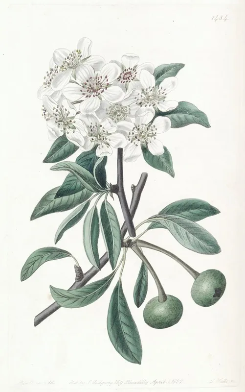 The Snow Pear Wall Art by Sydenham Edwards - High-Resolution Digital Print