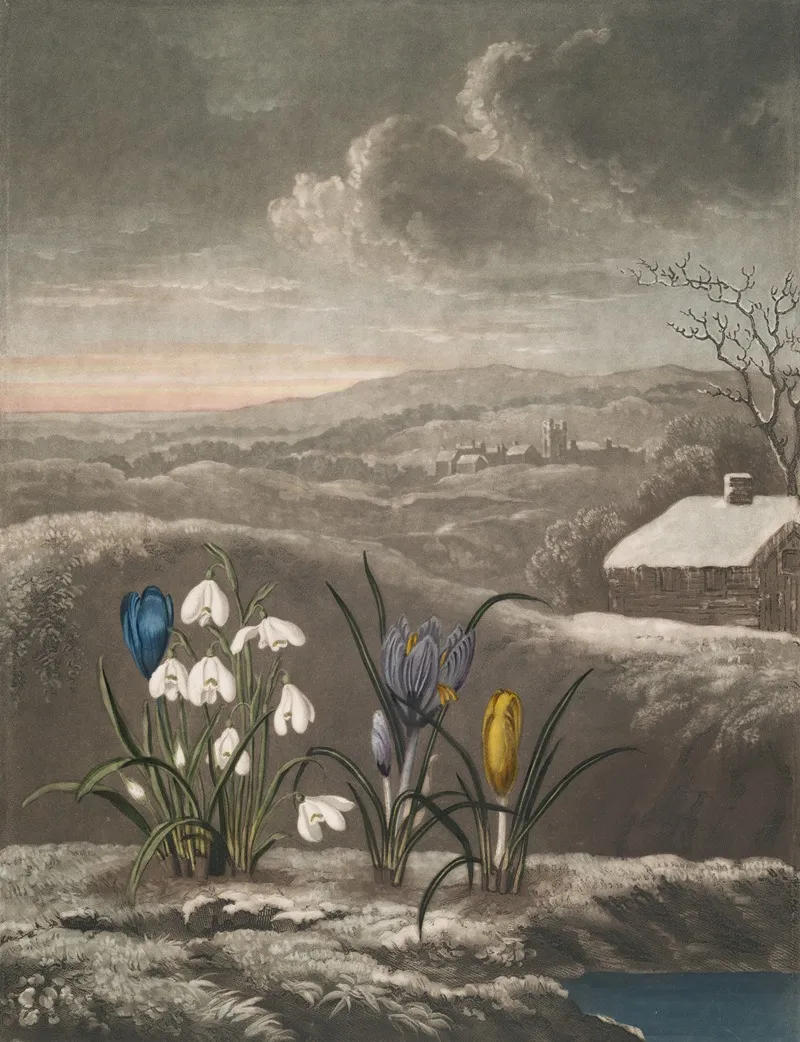 The Snowdrop 2 Wall Art by Robert John Thornton - High-Resolution Digital Print