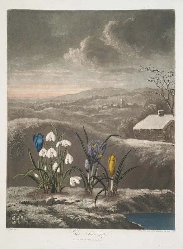 The Snowdrop Wall Art by Robert John Thornton - High-Resolution Digital Print