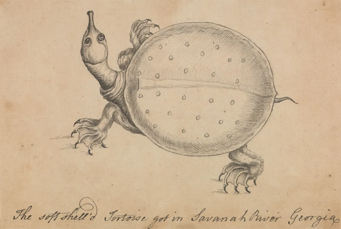 The Soft Shelld Tortoise Got In Savanah River Georgia Wall Art by William Bartram - High-Resolution Digital Print