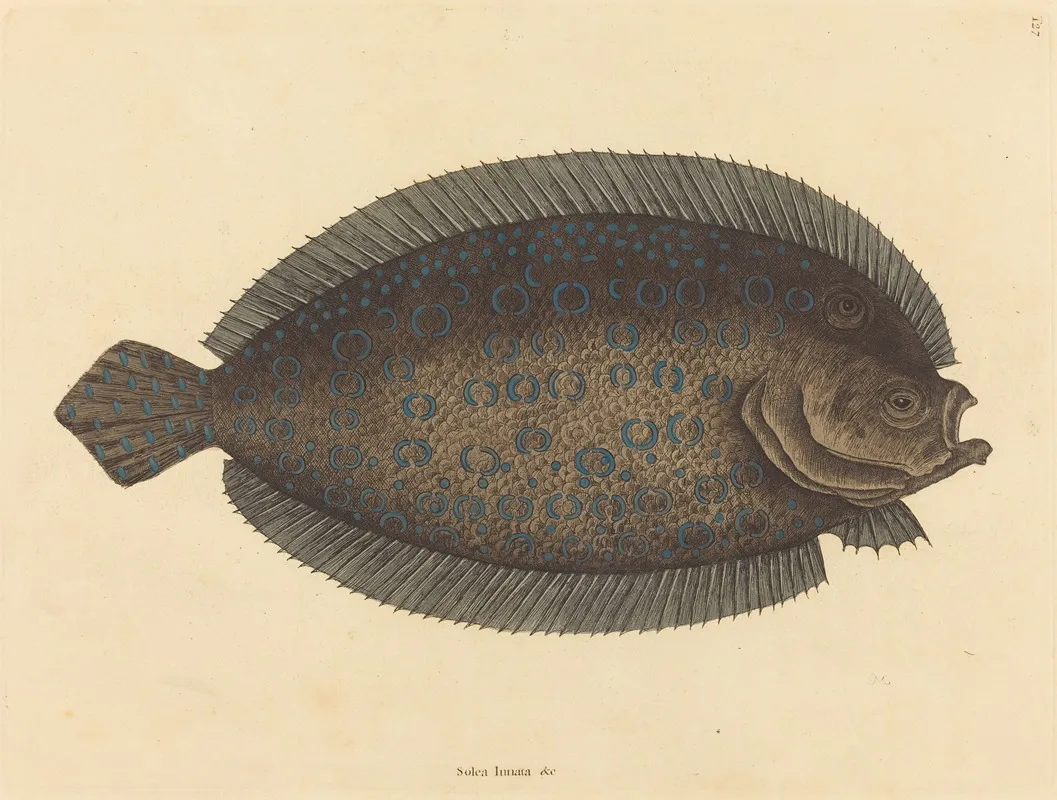 The Sole Pleuronectes Lunatus Wall Art by Mark Catesby - High-Resolution Digital Print