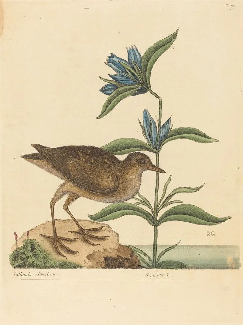 The Soree Rallus Virginianus Wall Art by Mark Catesby - High-Resolution Digital Print
