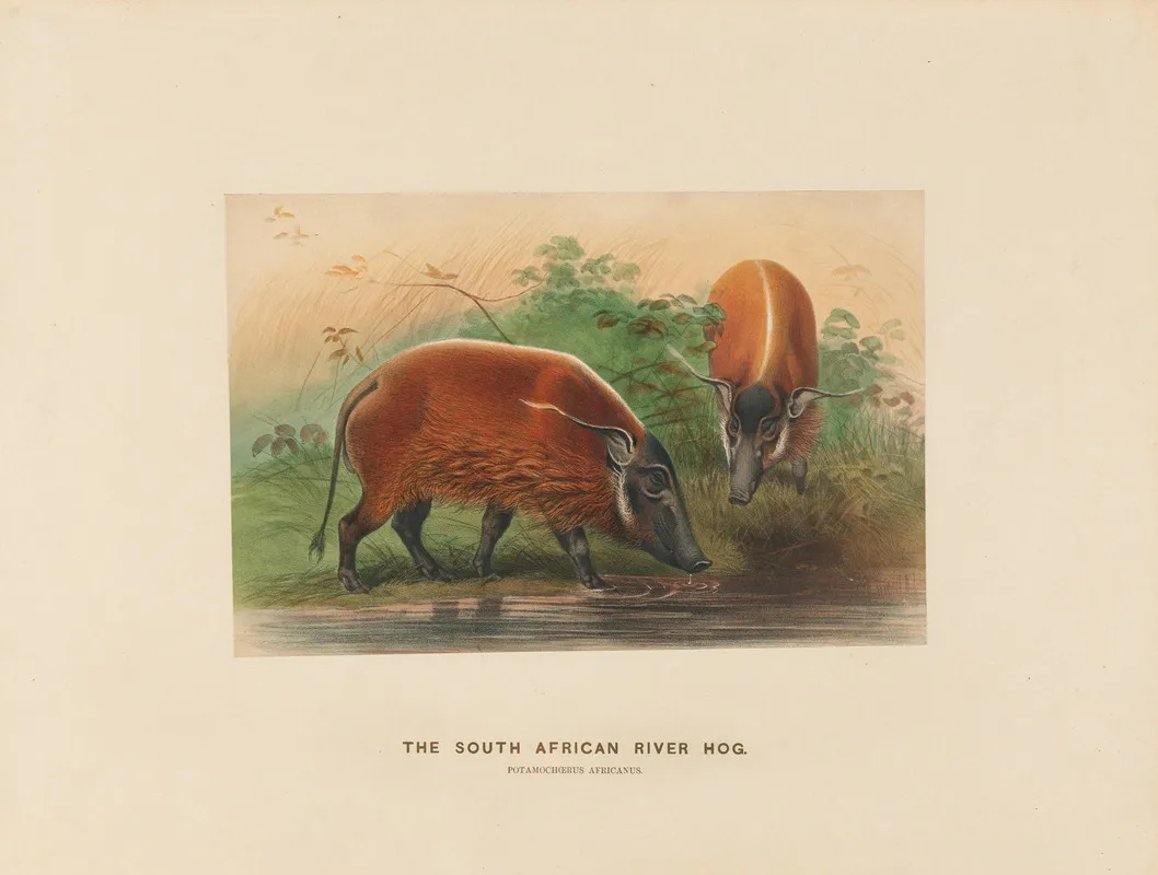The South African River Hog 2 Wall Art by Joseph Wolf - High-Resolution Digital Print