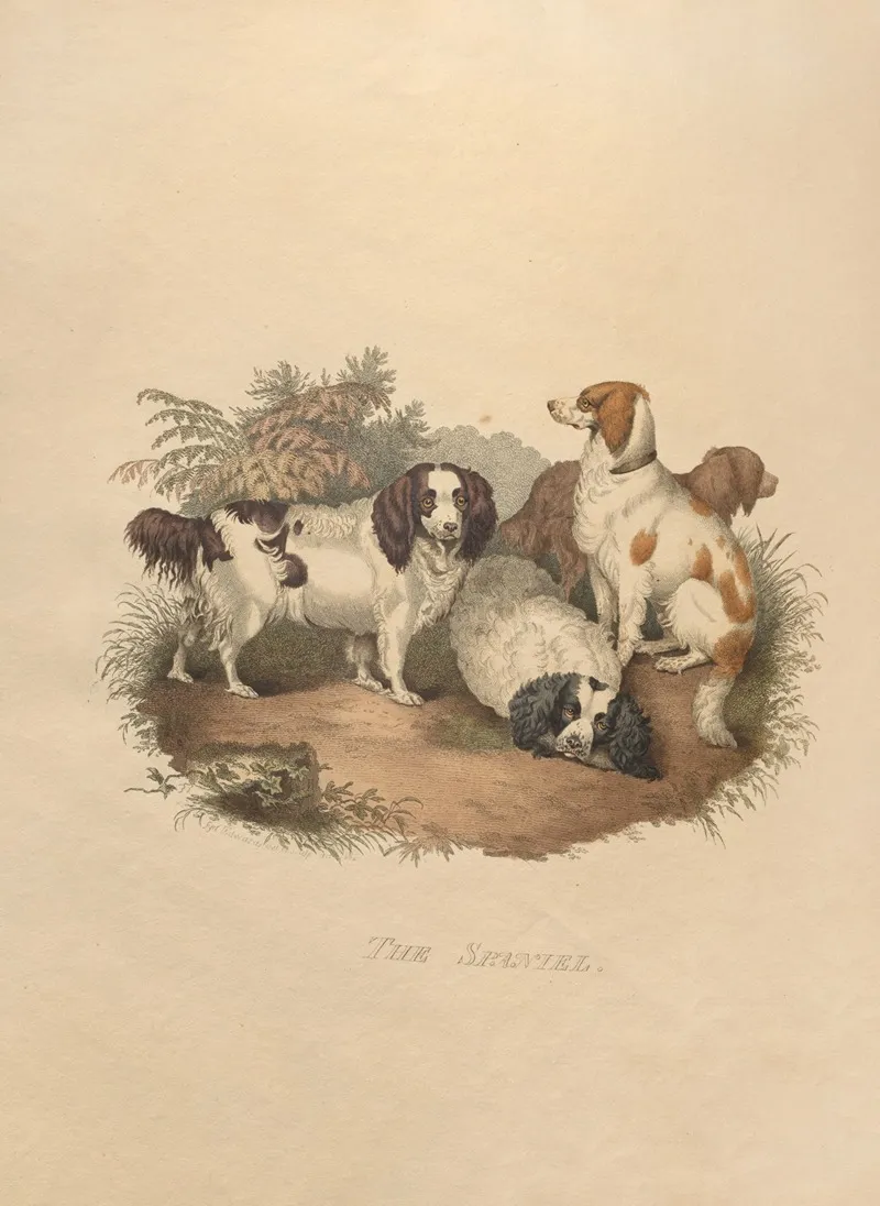The Spaniel Wall Art by Sydenham Edwards - High-Resolution Digital Print