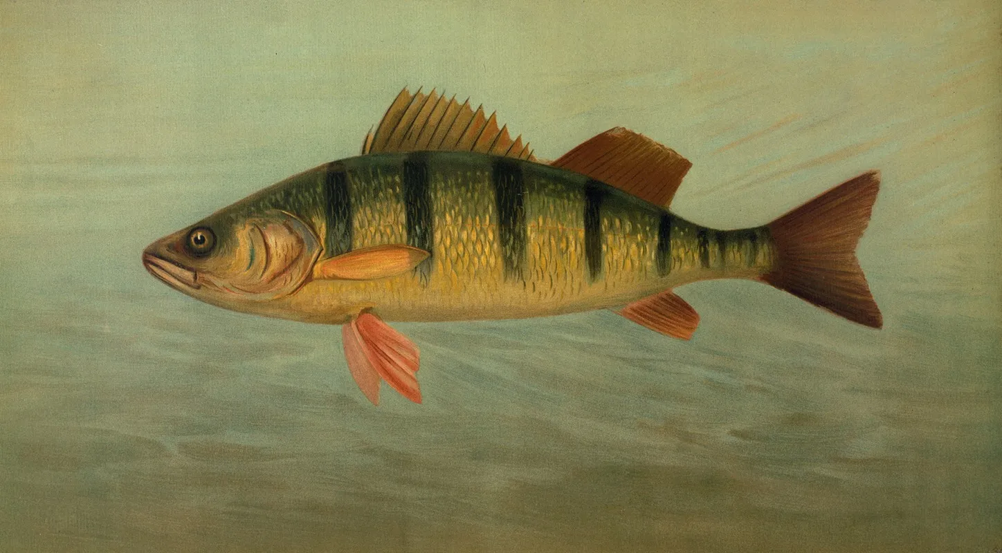 The Spot Or Lafayette Leiostomus Xanthurus Wall Art by John L. Petrie - High-Resolution Digital Print